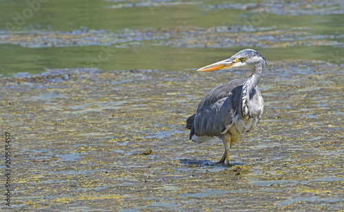 Grey Heron large wading bird in water