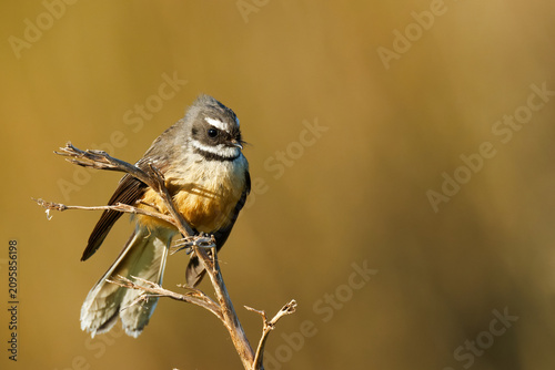 Bild auf Leinwand A fantail perched on branch