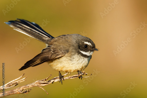 Bild auf Leinwand A fantail perched on branch