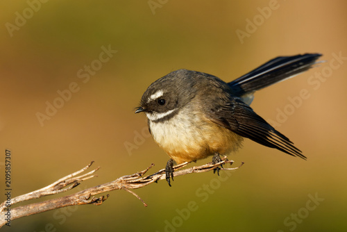 Cuadro en lienzo A fantail perched on branch