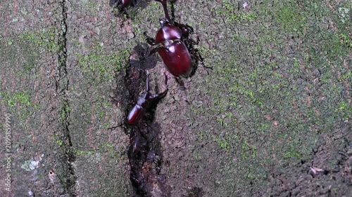 カブトムシを追い払うノコギリクワガタ