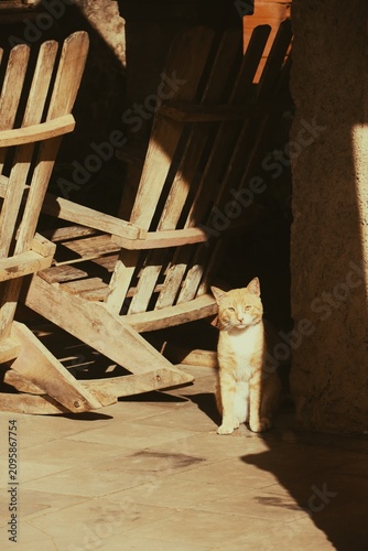 Photography cuba - gatto in vignales