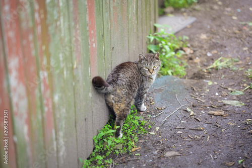 Grey tabby cat walking outdoors near a wooden fence, calm alert posture.