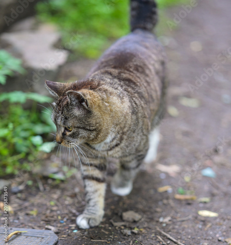 Stray tabby cat walking on outdoor path with green plants background.