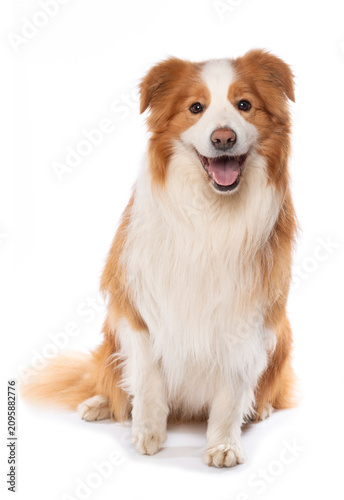 Border Collie isolated on white background looking to the camera