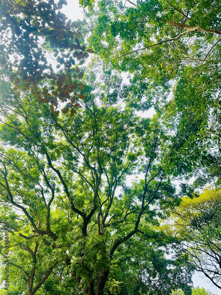 Fototapeta premium Tall tropical trees forming a lush green canopy with sunlight filtering through the leaves, creating a peaceful natural atmosphere.
