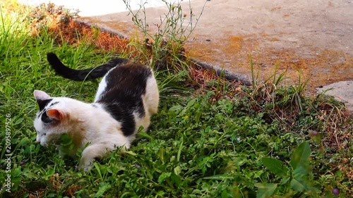Game of cat and mouse. Gray mouse wants to escape, while black and white cat watches to make sure its prey doesn't run too far in grass. Predator behavior in nature. Beginning of video is out of focus
