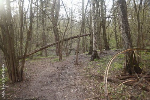 path in the green forest