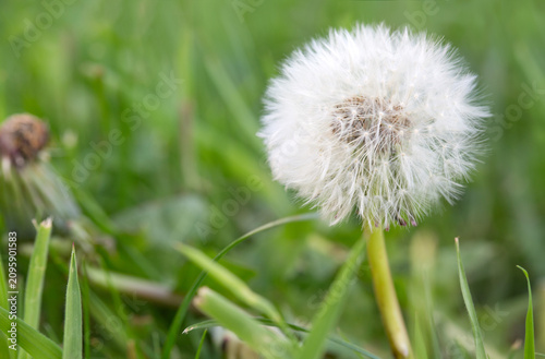 Dandelion flower close up with a green background.