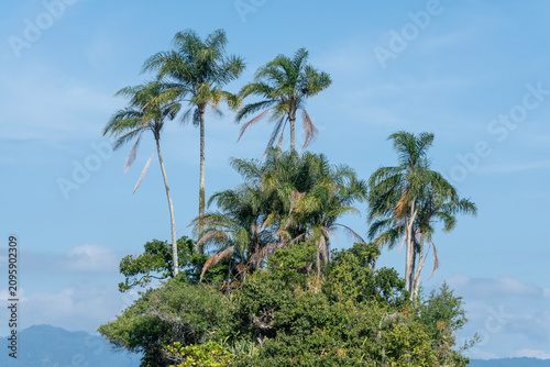The coconut palms of Ilha Botinas frame the blue sea with vibrant green, forming the coastal vegetation in Angra dos Reis, Rio de Janeiro, Brazil.