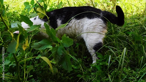Black and white cat tries to catch someone in green grass environment by probing the surface with its front paws and chases prey in direction of movement. Predator behavior in nature
