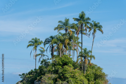 The coconut palms of Ilha Botinas frame the blue sea with vibrant green, forming the coastal vegetation in Angra dos Reis, Rio de Janeiro, Brazil.