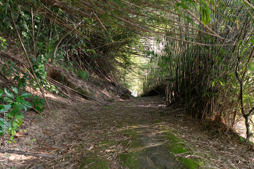 A trail winds through a bamboo forest, creating a serene path.