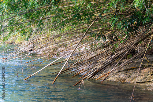 A trail winds through a bamboo forest, creating a serene path.