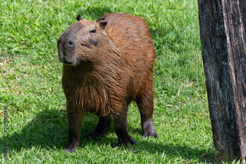 The capybara (Hydrochoerus hydrochaeris) is the world's largest rodent; it lives in groups.
