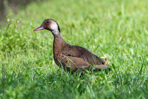 The Brazilian teal (Amazonetta brasiliensis) is a waterfowl species common in the ponds and marshes of Brazil.