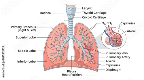 Fotografie Human Lungs Anatomy Diagram with Labels: Trachea, Bronchus, Alveoli, Diaphragm