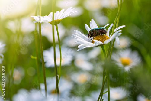 Green bug sucks juice of flower of chamomile.