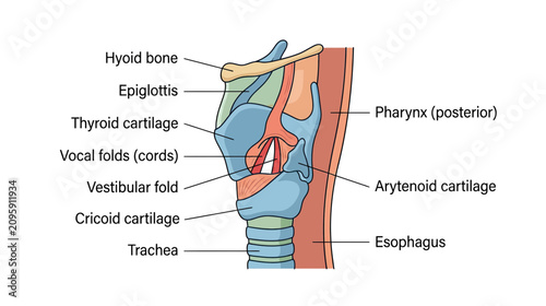 Bild auf Leinwand Anatomical illustration of the human larynx and pharynx