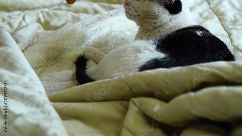 A video of a man reaching out to a sleeping black and white cat on a bed and waking it up. The cat wakes up and yawns
