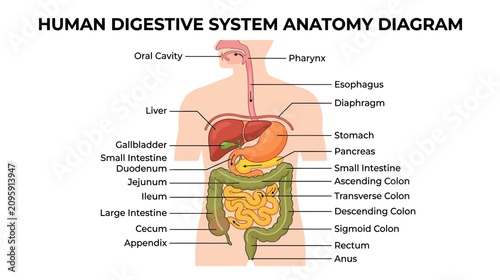 Foto Human Digestive System Anatomy Diagram - Medical Illustration