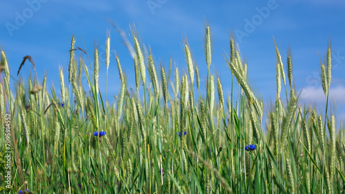 Fotografie Wheat swaying in the wind in a field on a summer day.