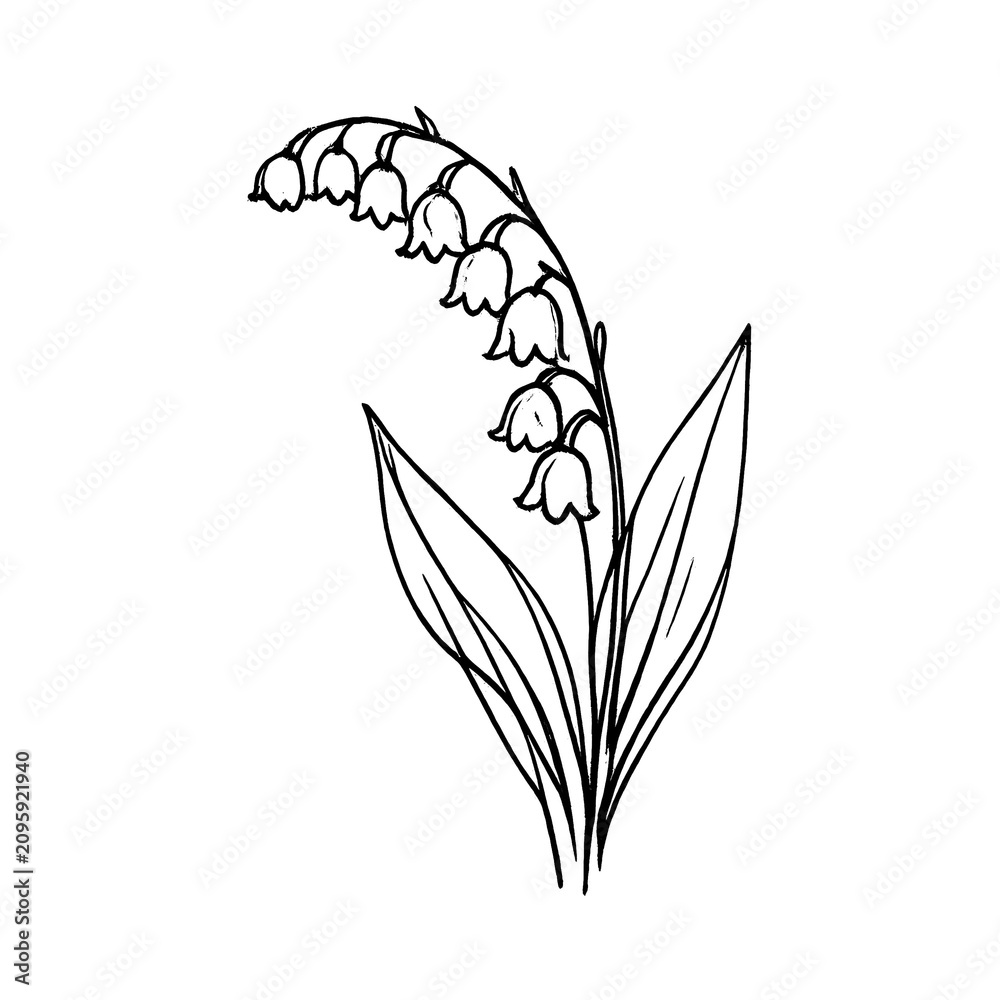 Obraz premium PNG Minimalist lily of the valley illustration.