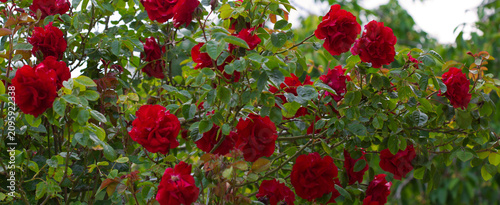 Red climbing rose flower blooming among dense green leaves in garden.