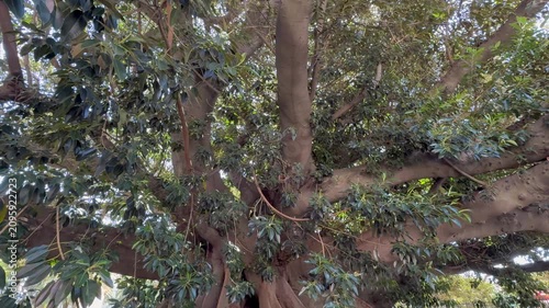 Ancient Giant Fig Tree with Massive Buttress Roots in Buenos Aires Park