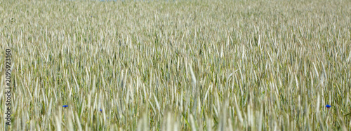 Billede på lærred Wheat swaying in the wind in a field on a summer day.