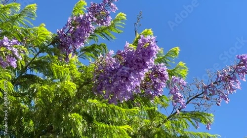 Blooming Jacaranda Tree Swaying in Strong Wind Against Blue Sky