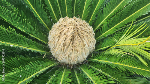 Close-up of the female cone (megasporophyll) of Cycas revoluta, or Japanese sago palm, showing its golden fuzzy seed-bearing structure on an ancient cycad plant.