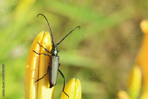 The musk beetle (Aromia moschata) insect
