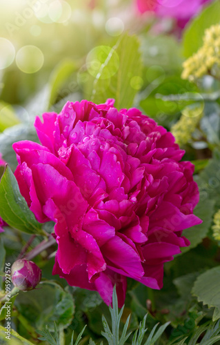 Close up of pink peony flower with water drops