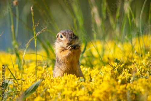 A small spotted ground squirrel sits in a flowering meadow among tall grass