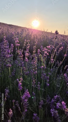 Lavender field sunset, vibrant purple flowers bloom under a warm golden sky during evening. Vertical video