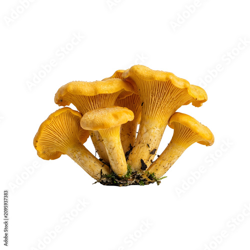Cuadro en lienzo Cluster of fresh golden chanterelle mushrooms on white background