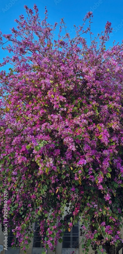 Fototapeta premium purple flowers