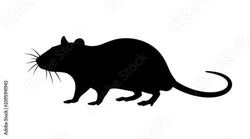 Photos Helloween Black silhouette rat, rodent icon, animal symbol, wildlife emblem isol