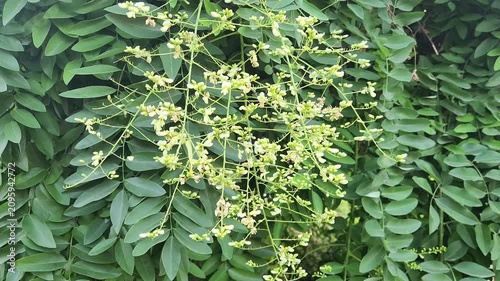 Flowers of Pendulous Japanese pagoda tree (Styphnolobium japonicum) with fragrant creamy-white flower clusters and lush green foliage in a summer garden.