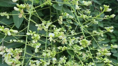 Flowers of Pendulous Japanese pagoda tree (Styphnolobium japonicum) with fragrant creamy-white flower clusters and lush green foliage in a summer garden.