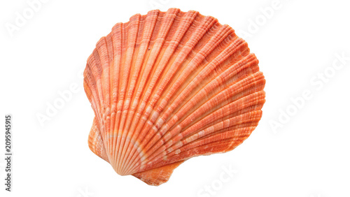 Photography Beautiful bright orange sea shell marine ocean wildlife texture element isolated