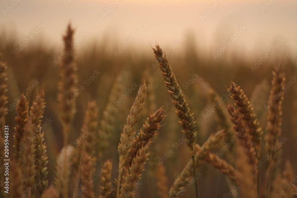 Obraz premium field of wheat