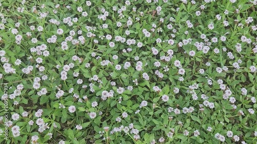Flowers of frogfruit (Phyla nodiflora) blooming with tiny white and pink flowers, a drought-tolerant evergreen groundcover attracting pollinators in a sunny natural garden.