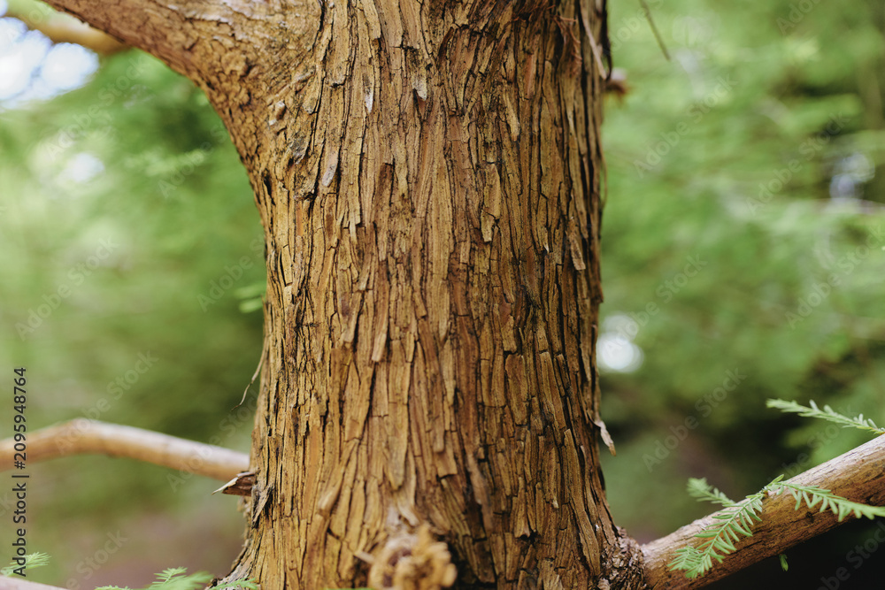 Obraz premium Tree bark trunk wood forest nature texture closeup showing peeling fibrous bark and small branches, detailed vertical grain and earthy brown tones with soft green blurred woodland background.