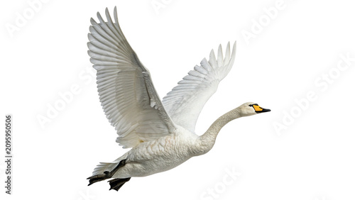 Fotografie Graceful white swan flying majestic wildlife water bird avian fauna isolated on