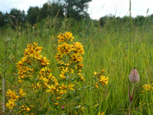 Lysimachia vulgaris, a loosestrife plant, blooms.
In folk medicine, it is used for various bleeding disorders and as a wound-healing remedy. It grows in meadows and near marshes.
