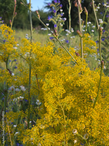 Bedstraw yellow and chicory.