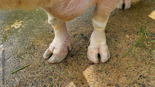 Foto A detailed close-up of the hooves of a white water buffalo standing on wet soil