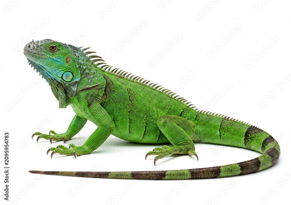 Fotografie Green Iguana on white background
